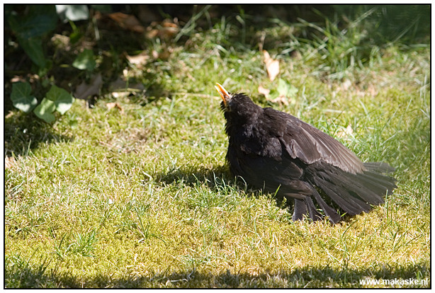 <br />
<br />
<br />
<b>Op straat belicht</b><br />
Op straat belicht laat foto's zien die ik, zoals de titel van deze rubriek al aangeeft, op straat maak. Overal waar ik me met een camera begeef en waar straten zijn met grappige, mooie of bijzondere mensen en/of situaties kan ik plaatjes voor deze rubriek maken. Het zijn dus zeker niet alleen foto´s van Epe.