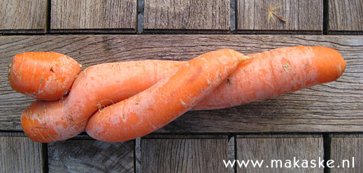 20090411-wortel.jpg
