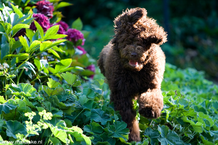 20090823-labradoodle.jpg